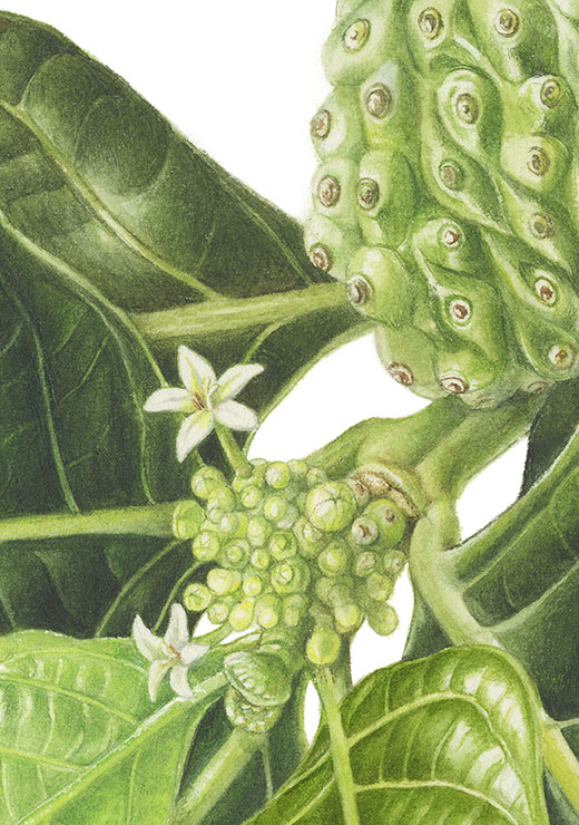 Noni Morinda citrifolia ノニ