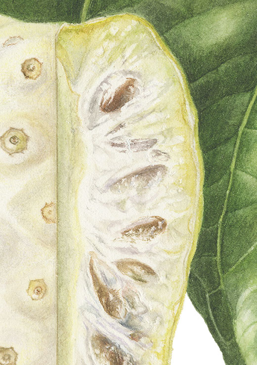 Noni Morinda citrifolia ノニ