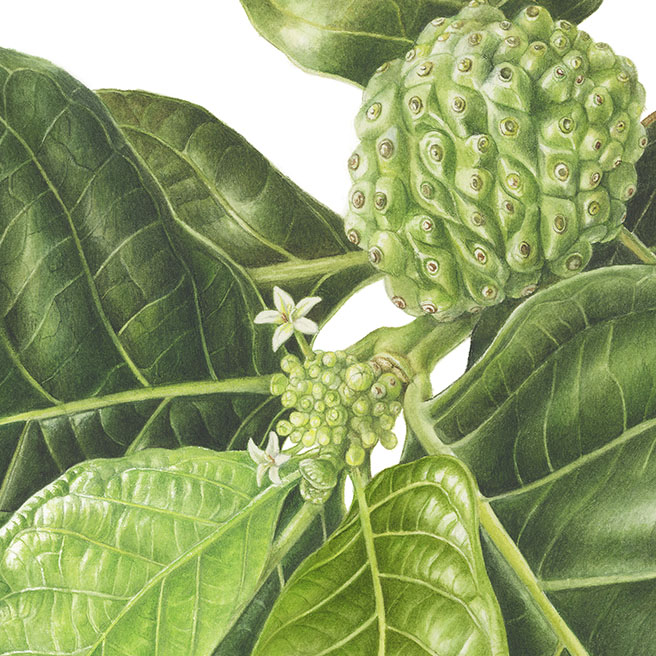 Noni Morinda citrifolia ノニ