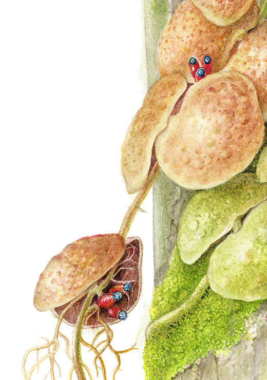 Dischidia Dischidia cochleata ディスキディア コクレアータ