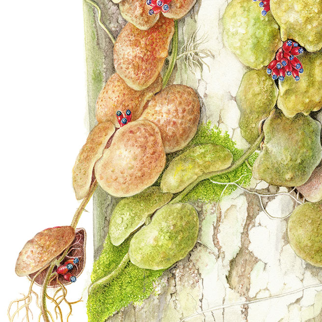 Dischidia Dischidia cochleata ディスキディア コクレアータ