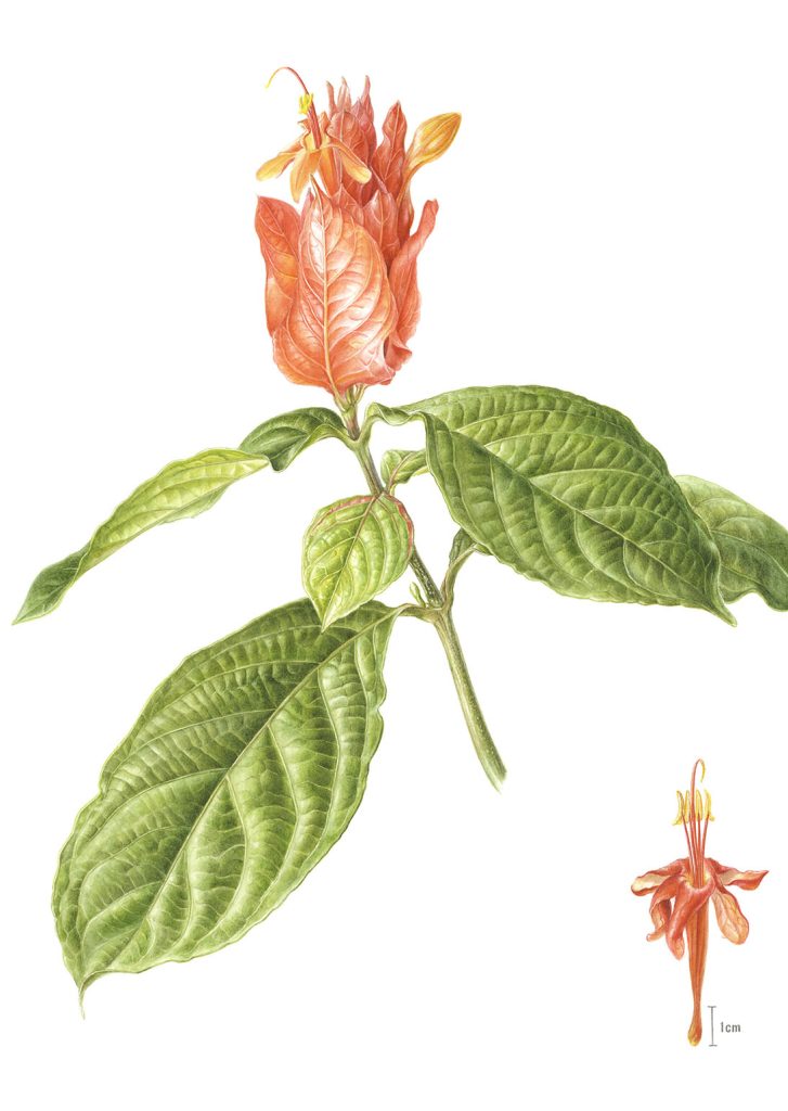 Peruvian Wild Petunia Ruellia chartacea ペルビアンワイルドペチュニア