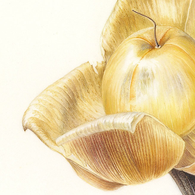 Wood Rose Merremia tuberosa ウッドローズ