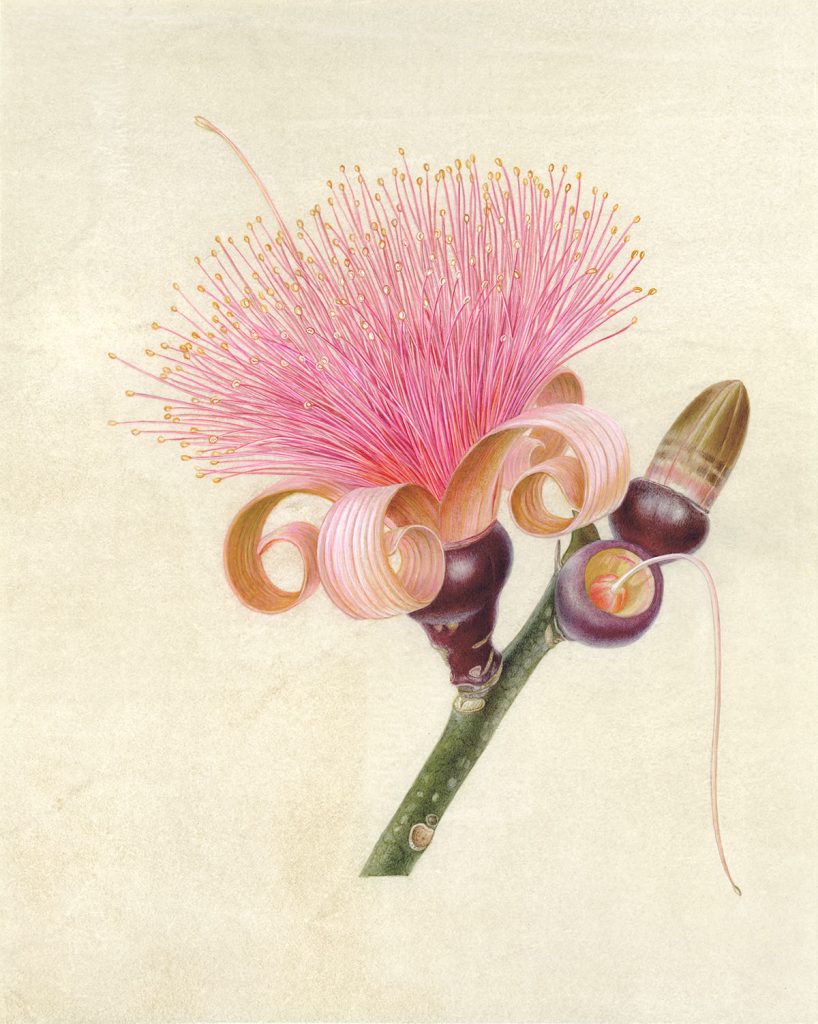 Shaving brush tree Pseudobombax ellipticum シェービングブラシ・ツリー