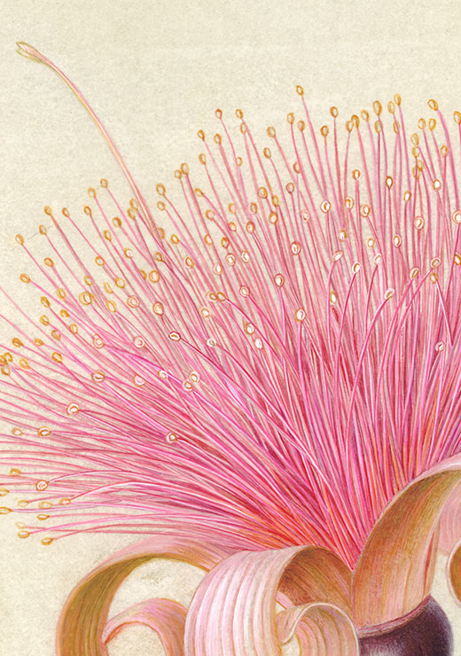 Shaving brush tree Pseudobombax ellipticum シェービングブラシ・ツリー